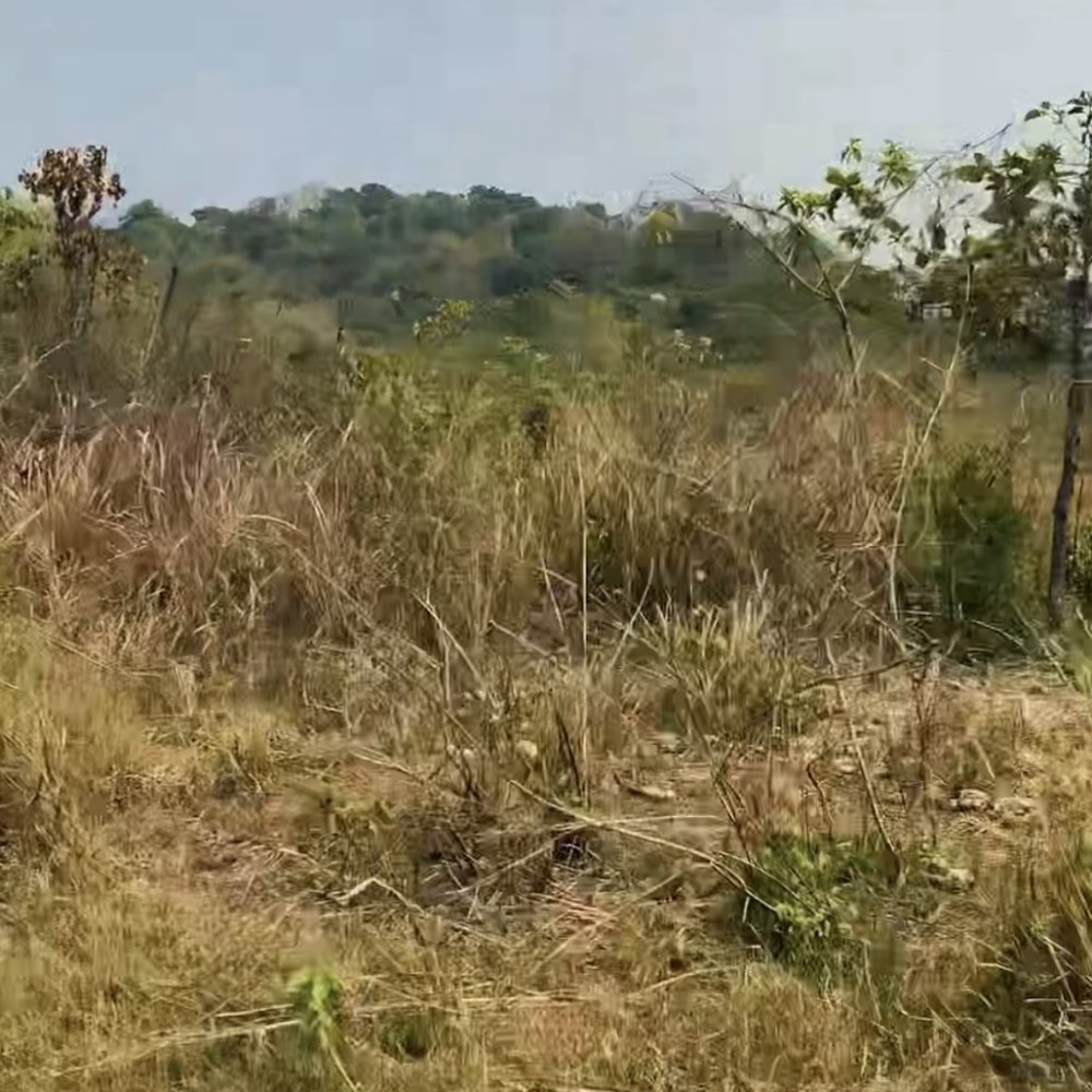 Bukit Tangkolo