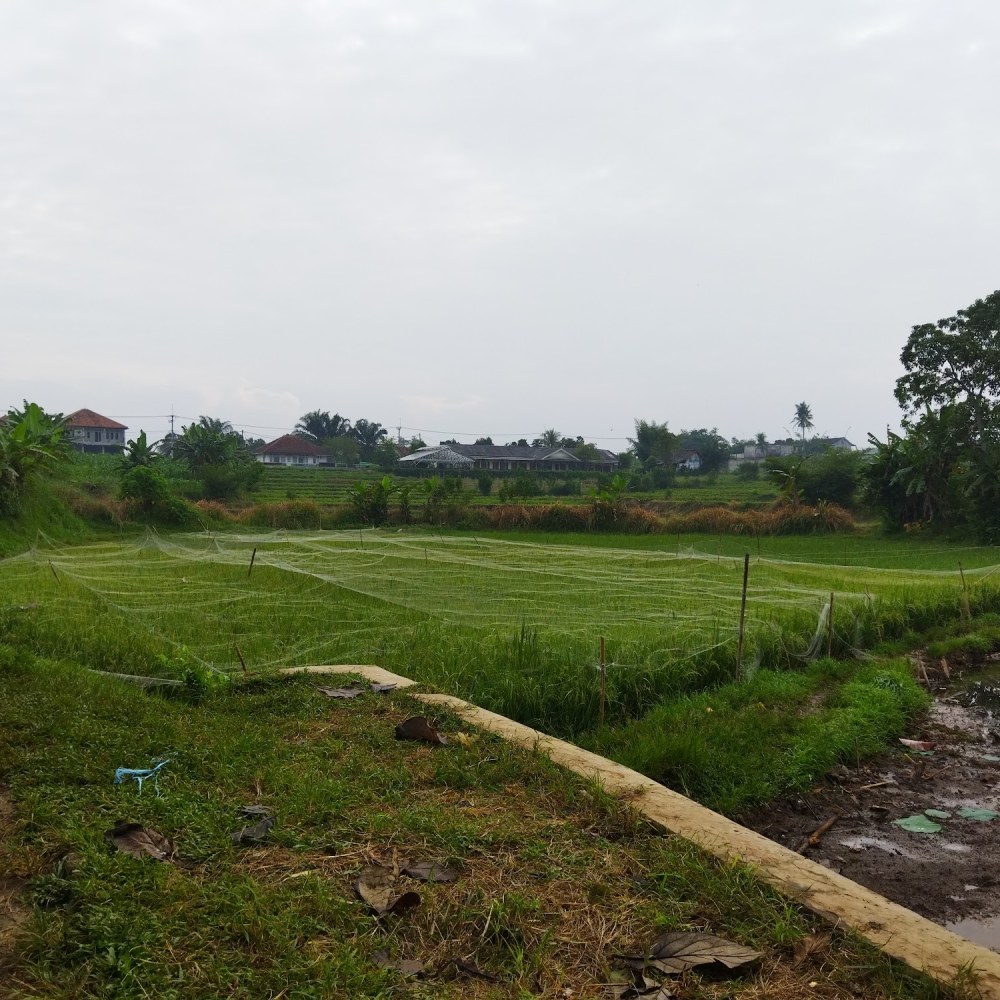 Situ Burung
