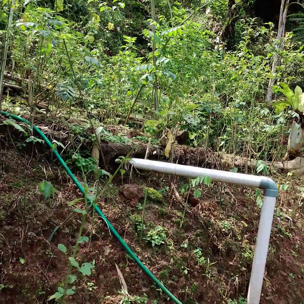 Bukit Durian