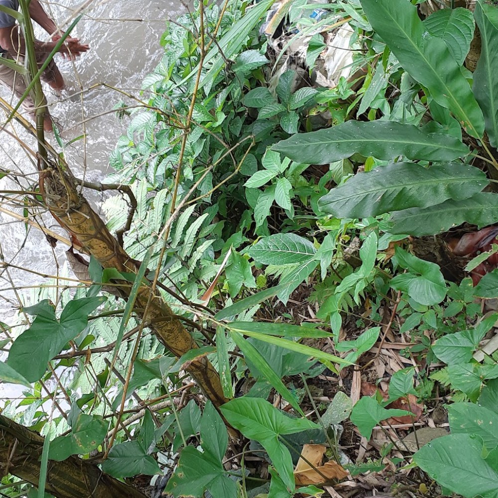 Buperta Petir (Bumi Perkemahan & Wisata)
