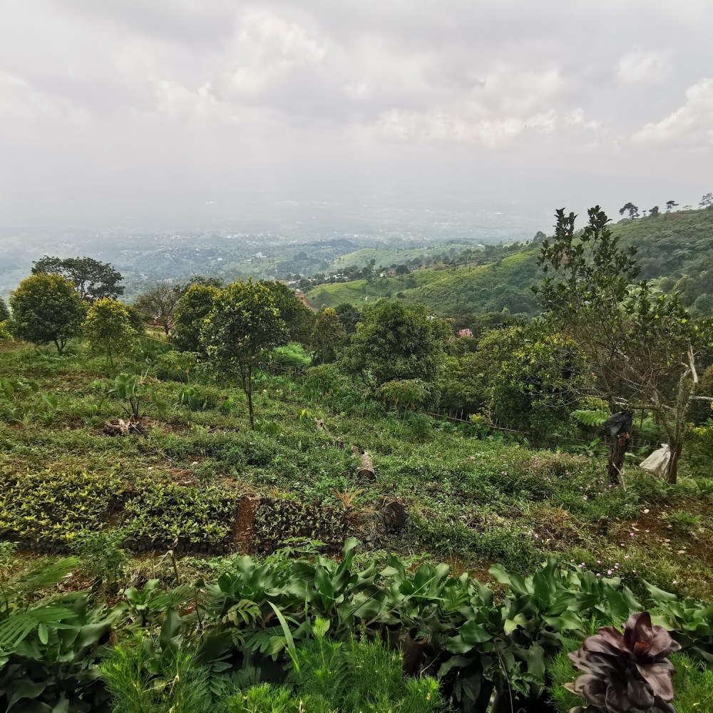 Miel Farm