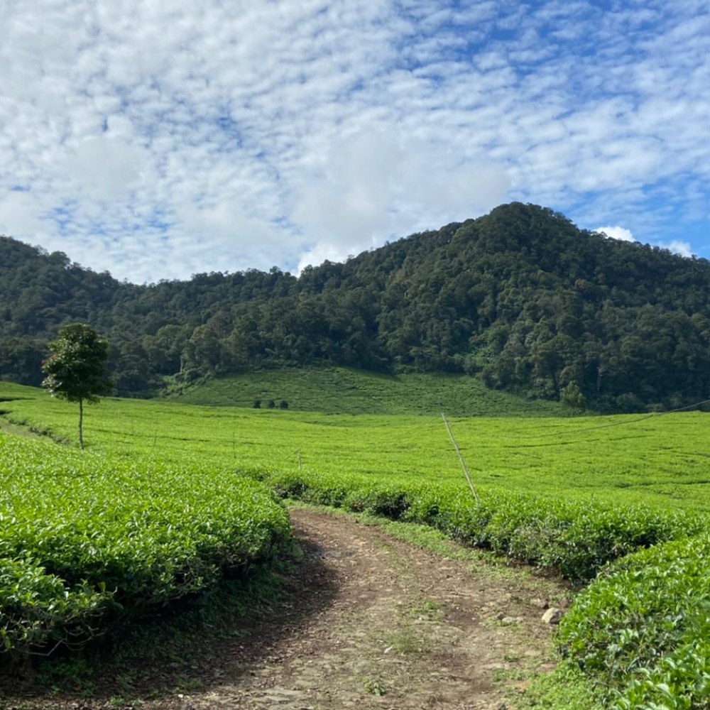THÉ CILIWUNG TEA ESTATE EST. 1907