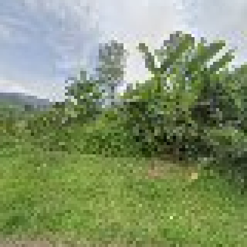 Lemon Tree Farm H. Ali Kahfi Puncak Jonggol
