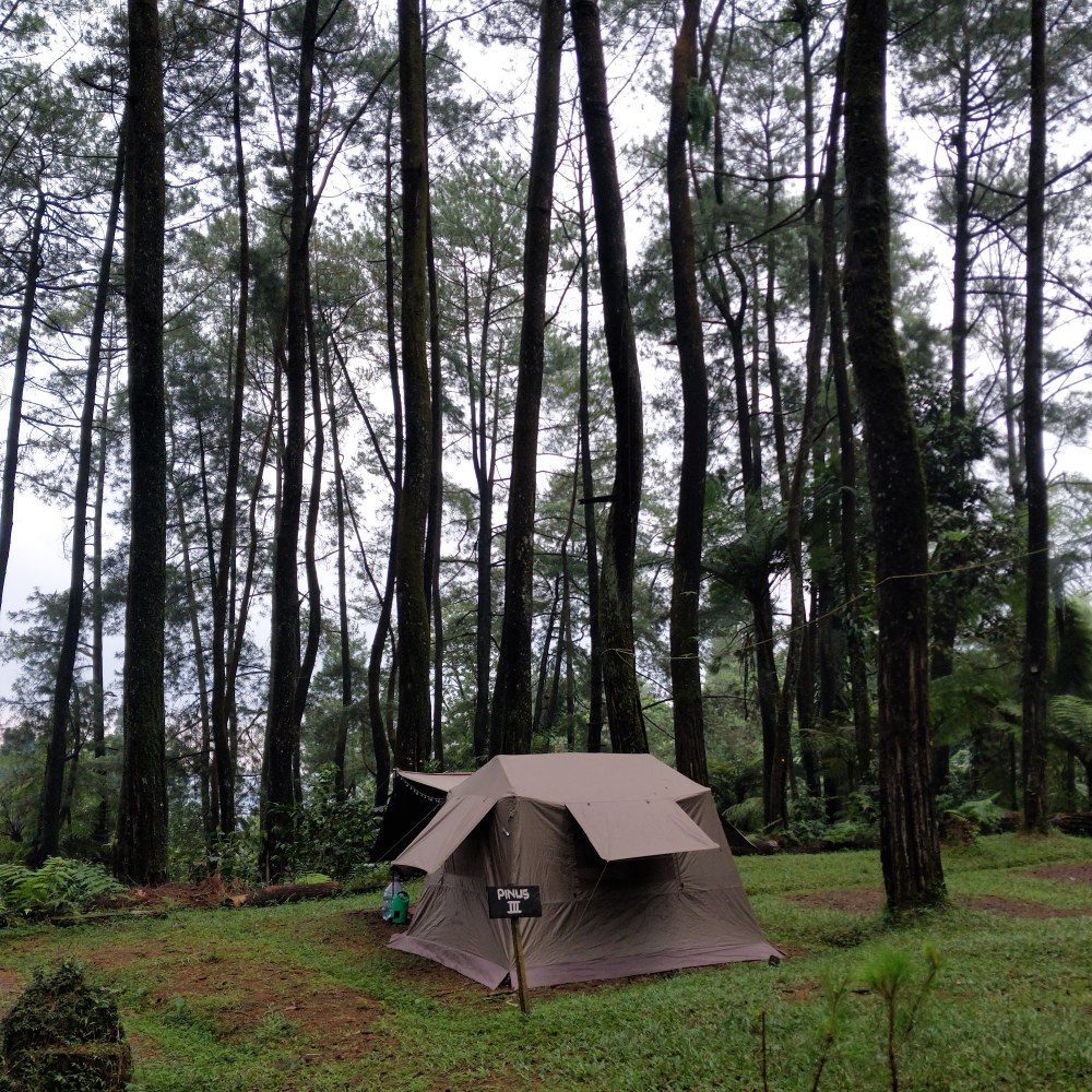 Taman Pinus