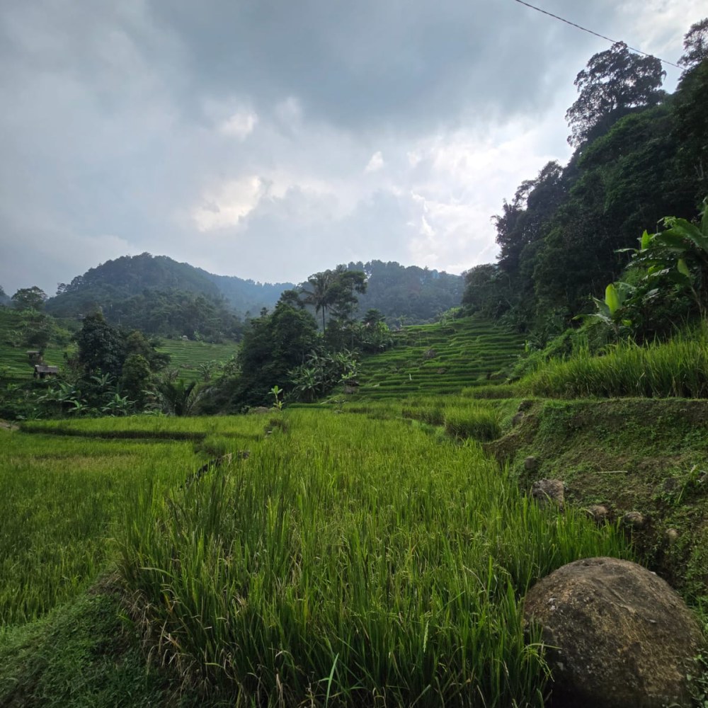 Phalawan Terrace