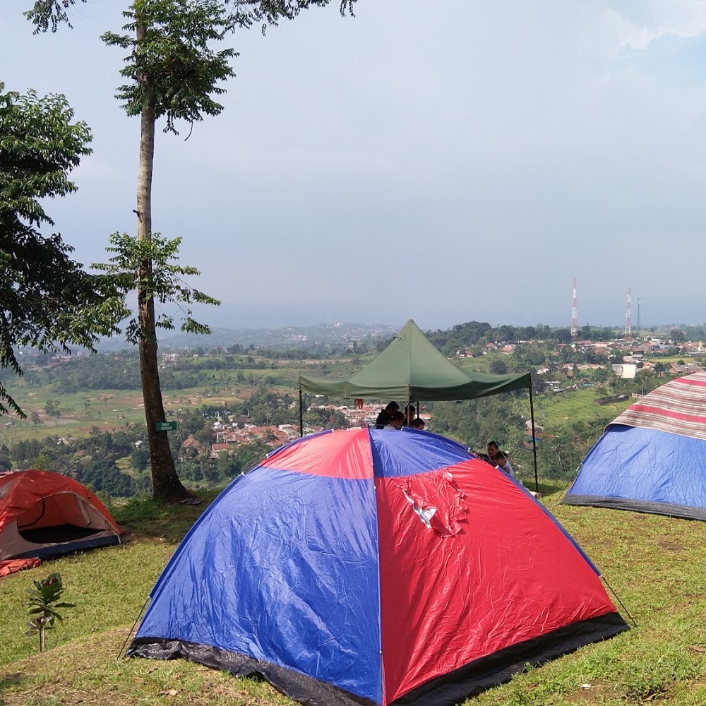D'tulip View