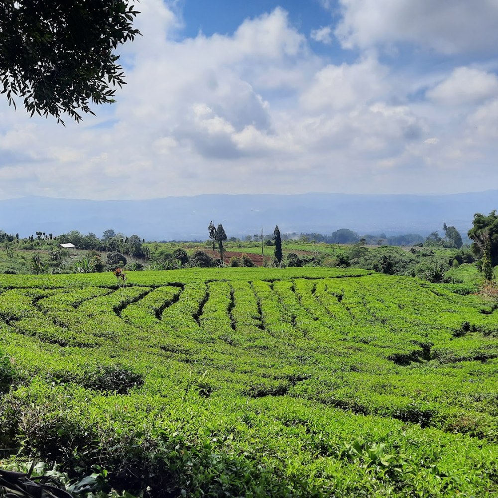 Wisata Pondok Halimun Kebun Teh