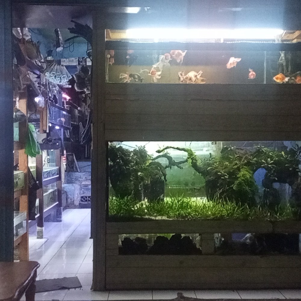 Tongeret Aquarium