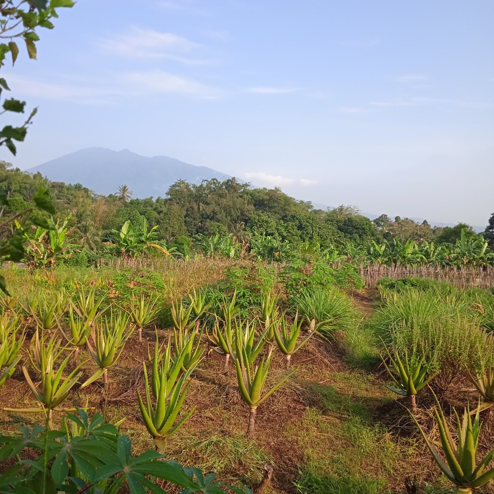 Saung Antanan
