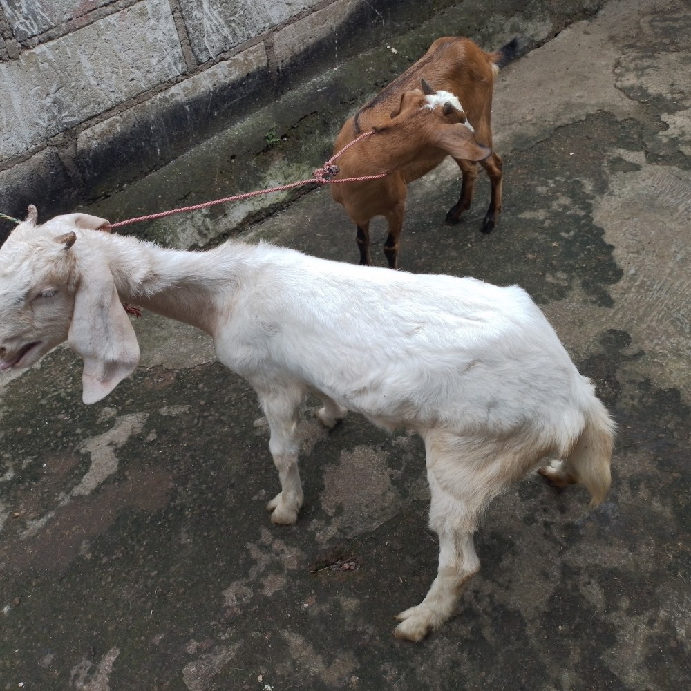 Kandang Sapi dan Kambing