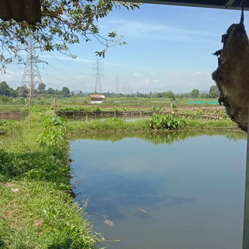 BP El Insan Farm