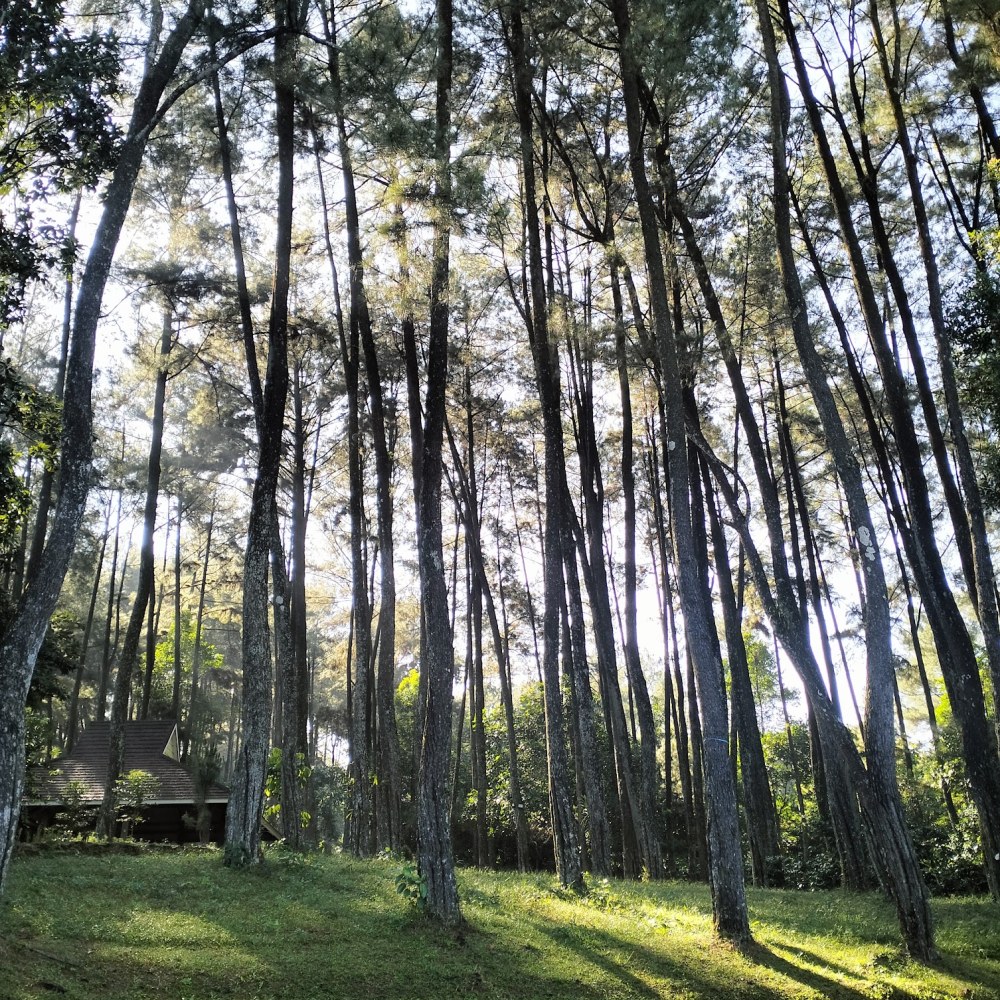 Pine Riverside Sentul