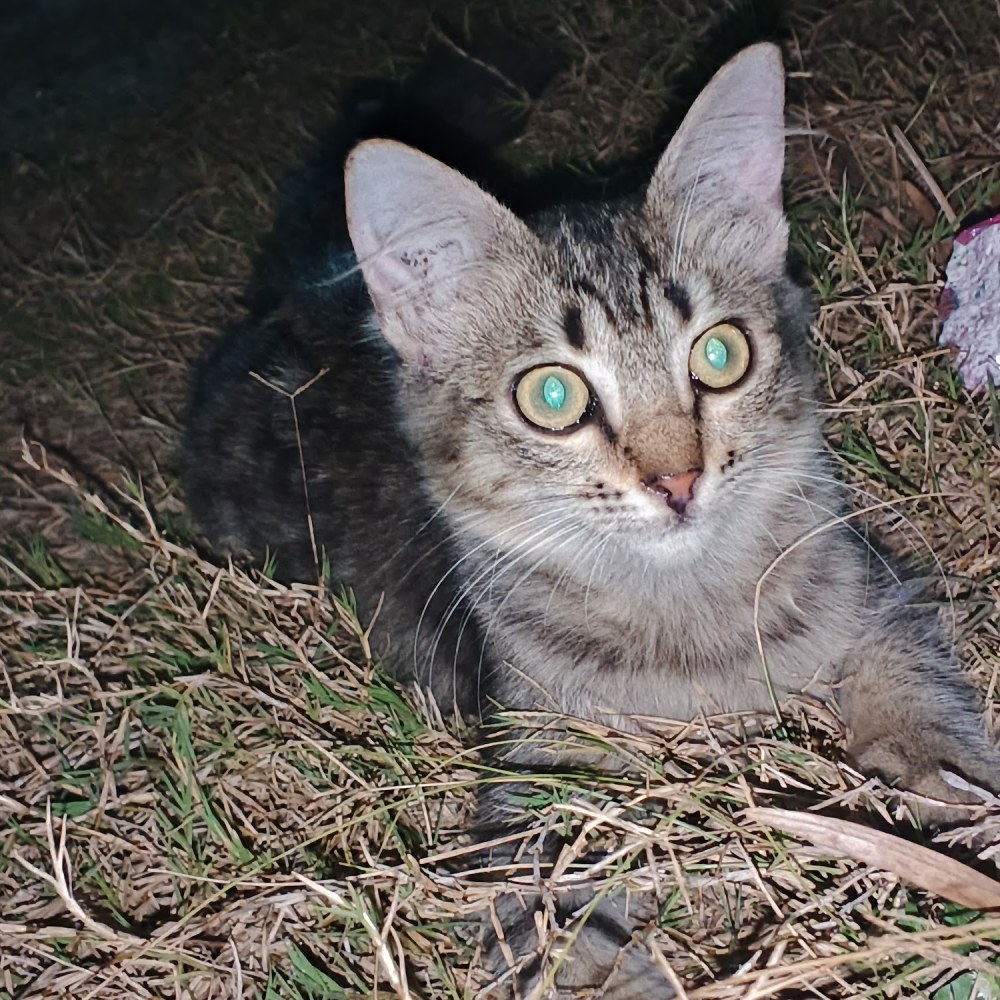 Sugai amazon