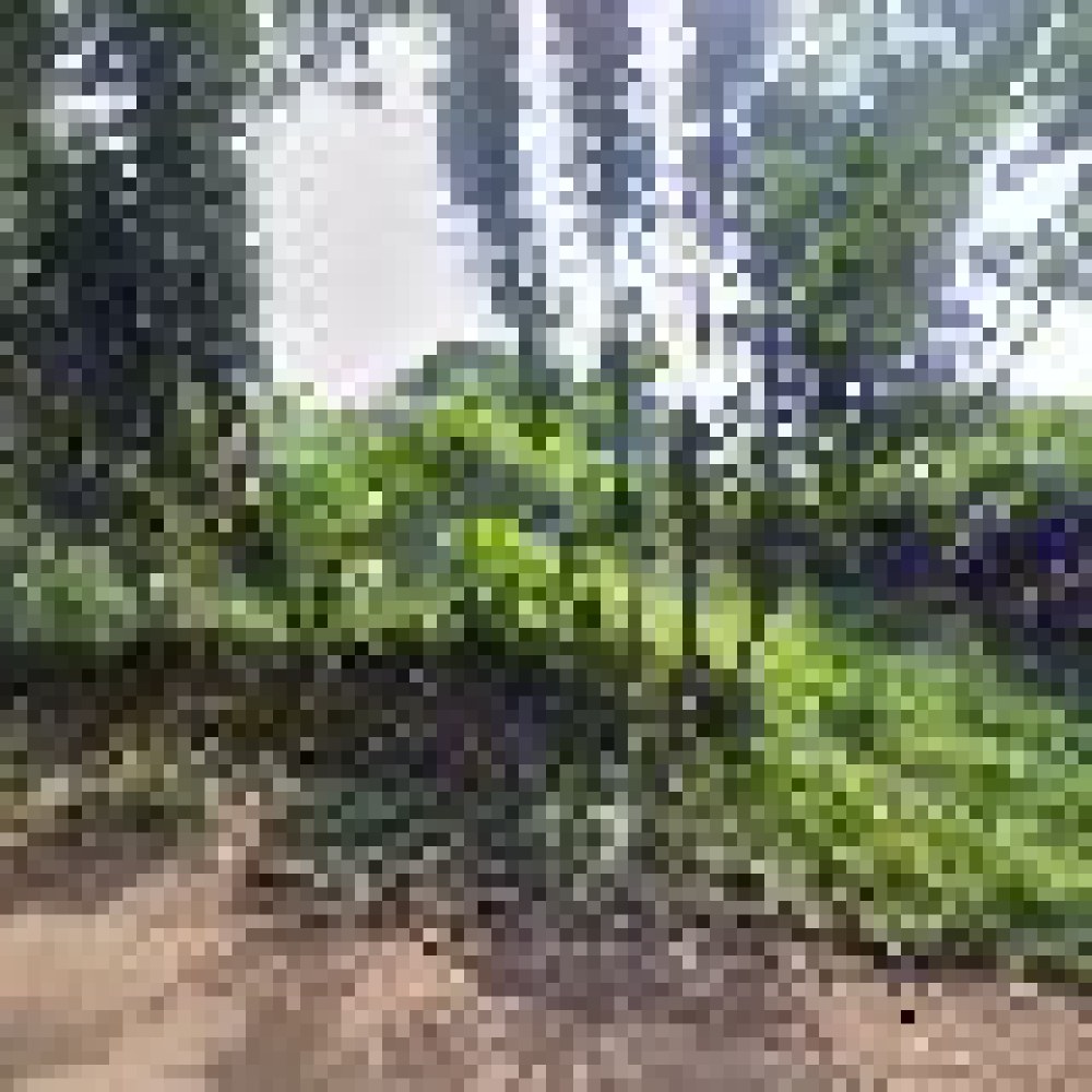 Kebun Yos Cariu, Jonggol