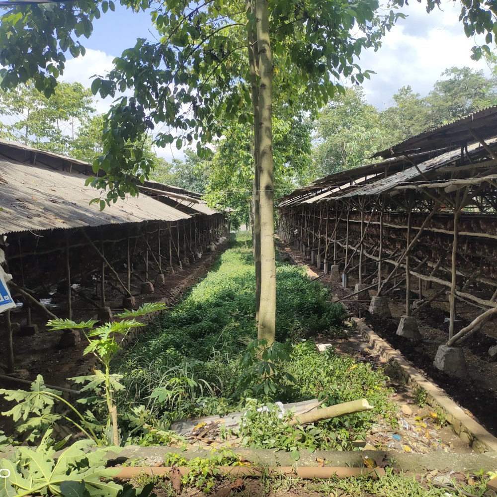 Milan Farm
