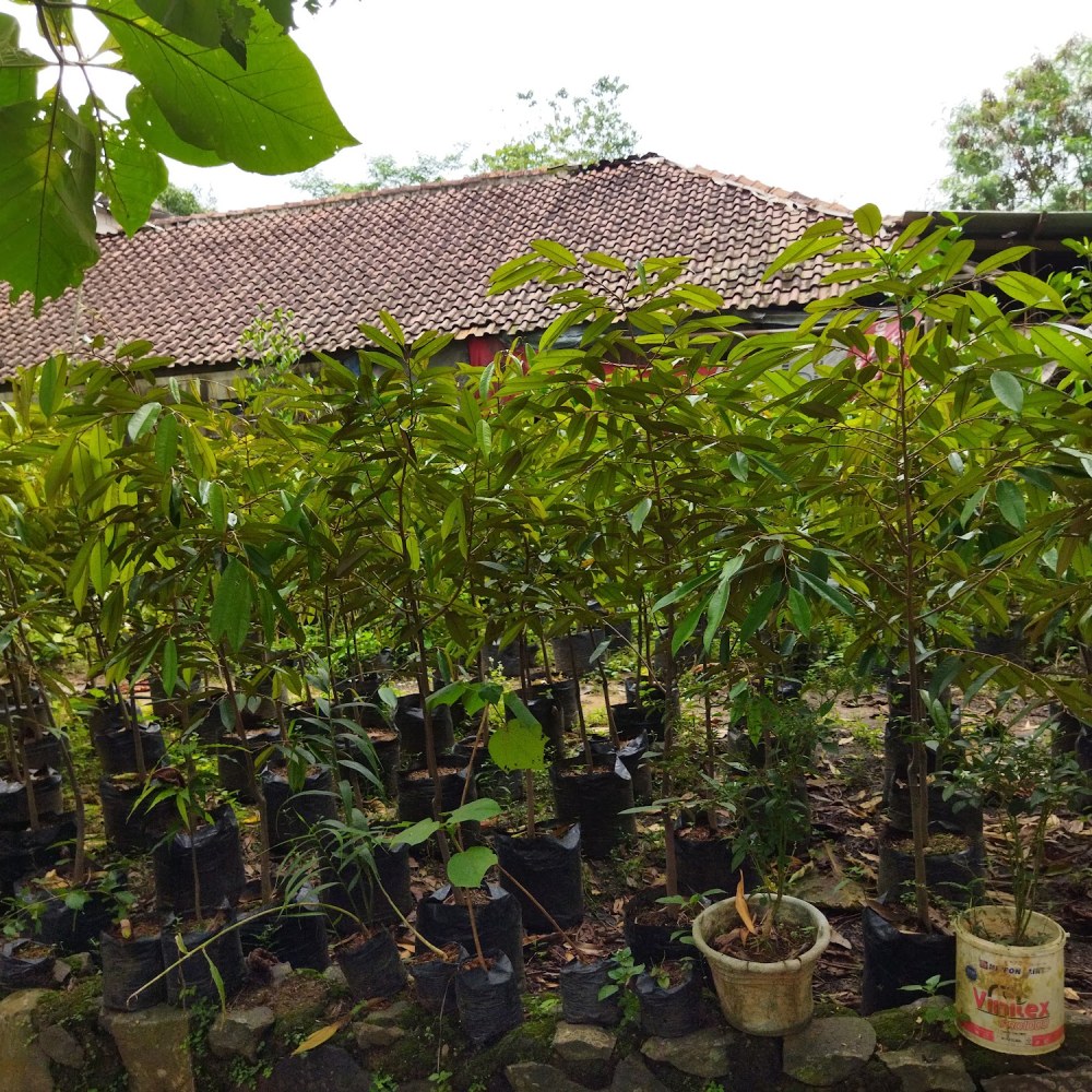 LAPAK BIBIT PAK GODEG CARIU