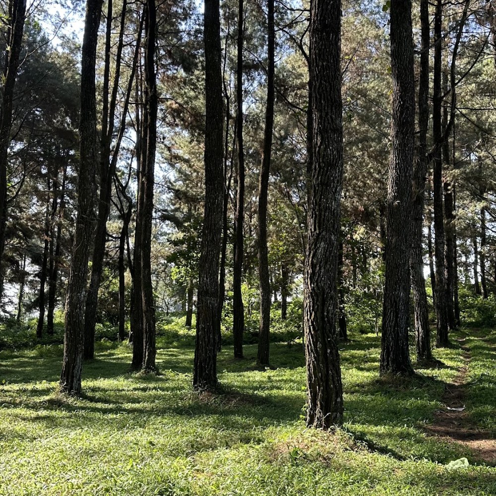 Hutan Pinus MNC Lido City