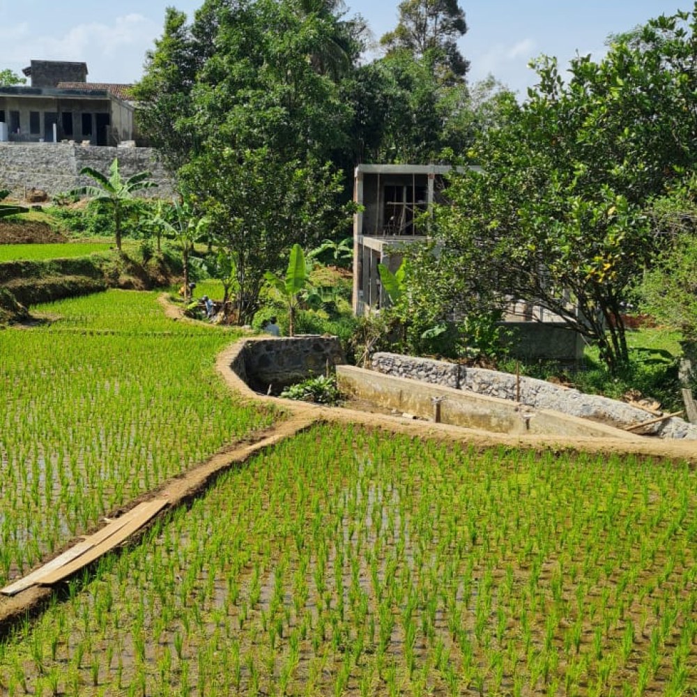 Sawah Kita