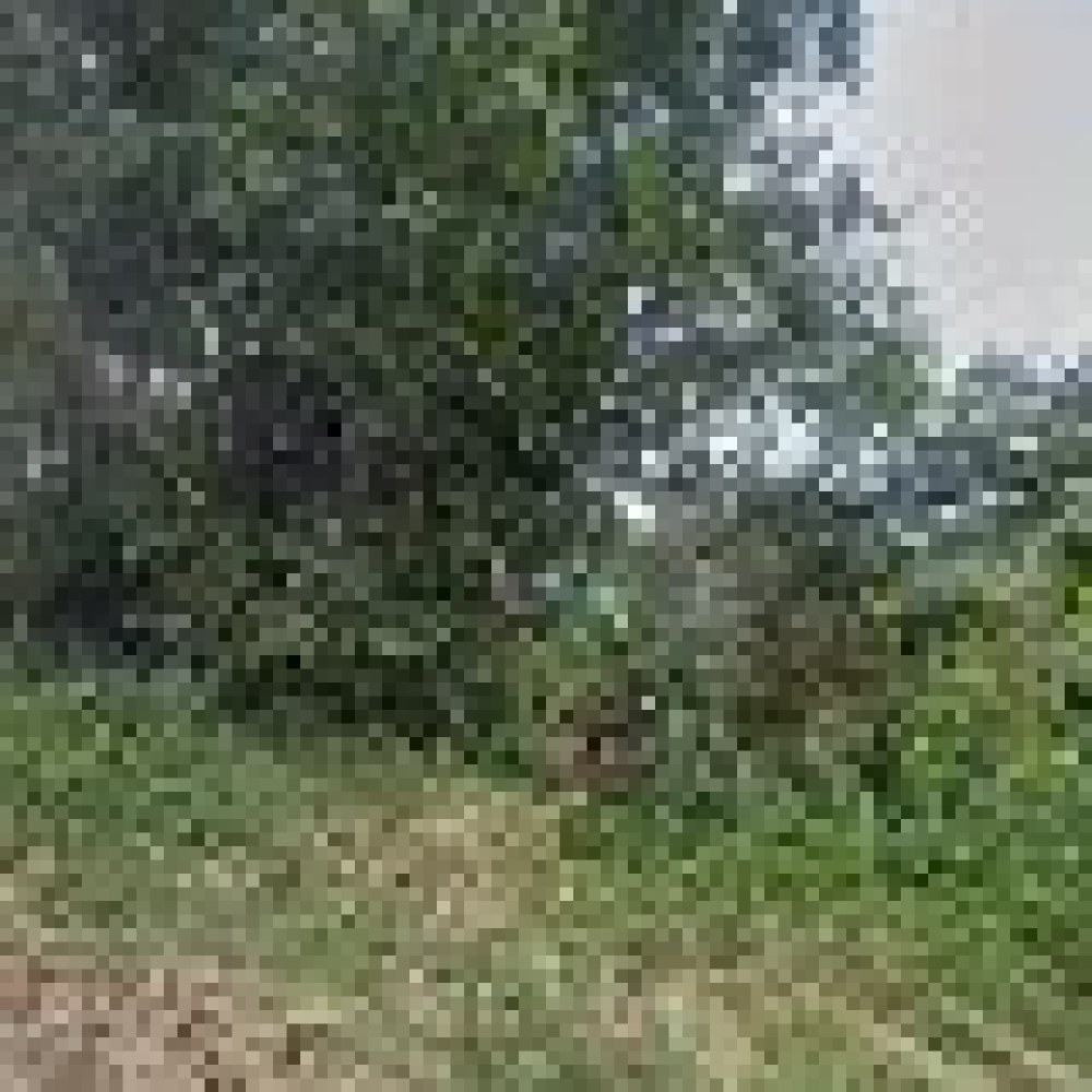 Hutan Batu Meungpeuk
