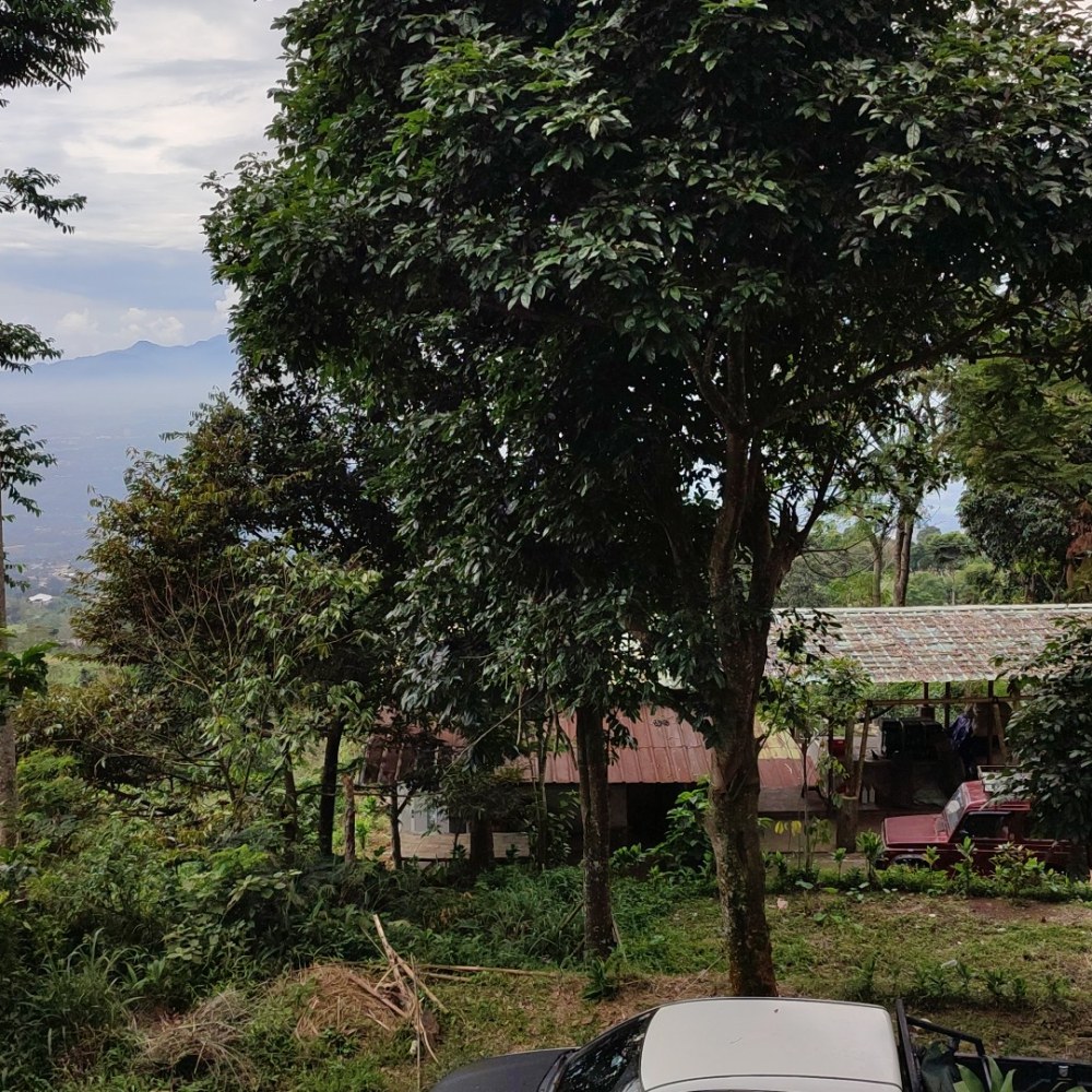 Kebon