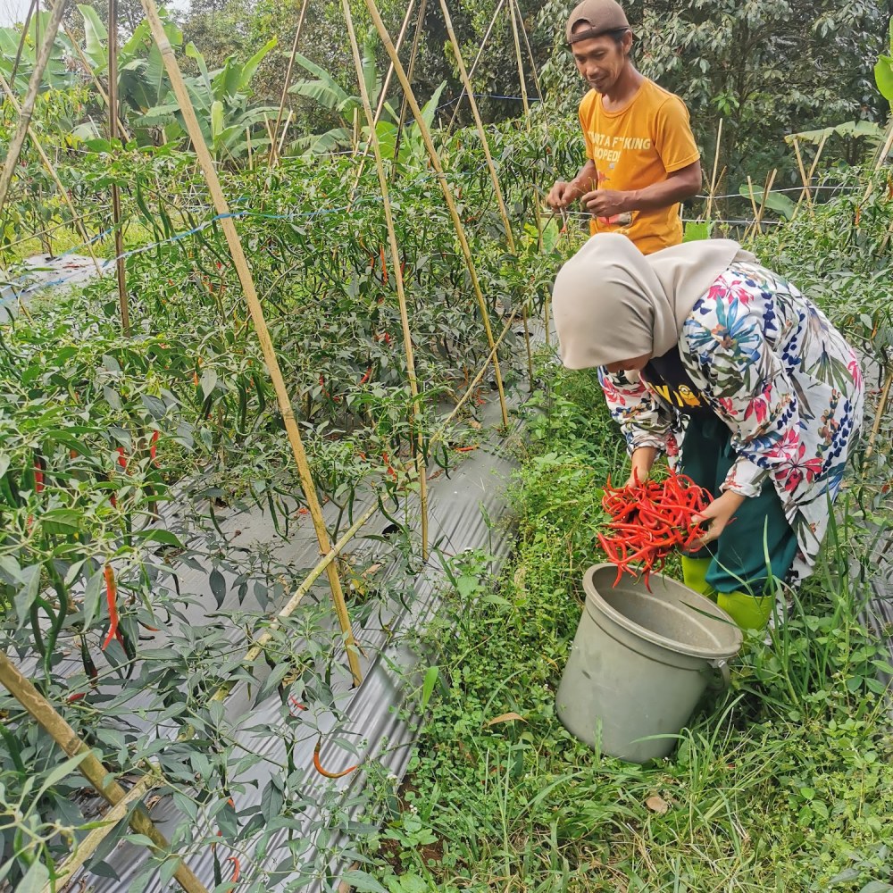 Ladang kebon Sidop