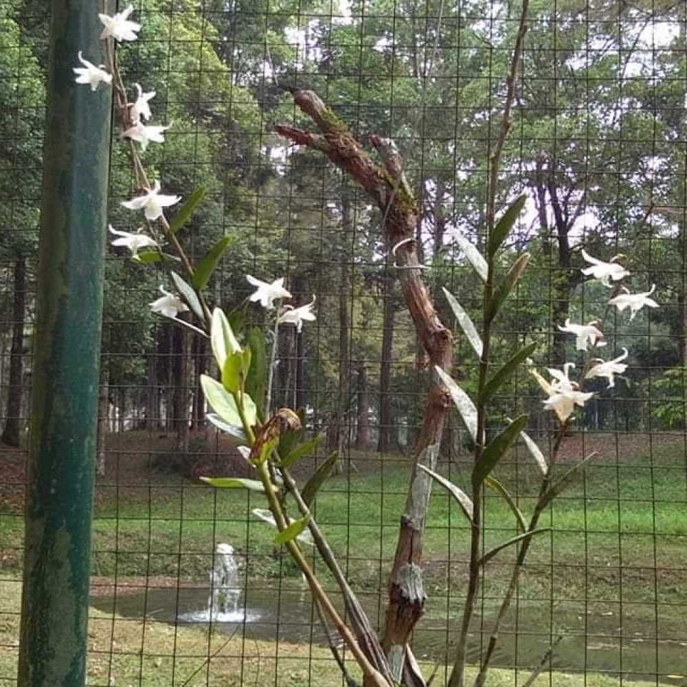 Taman nuansa asri laladon