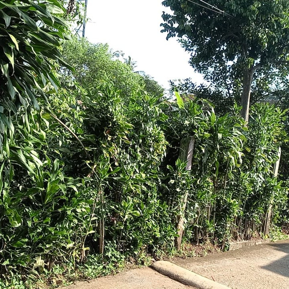 Salsabila Farms