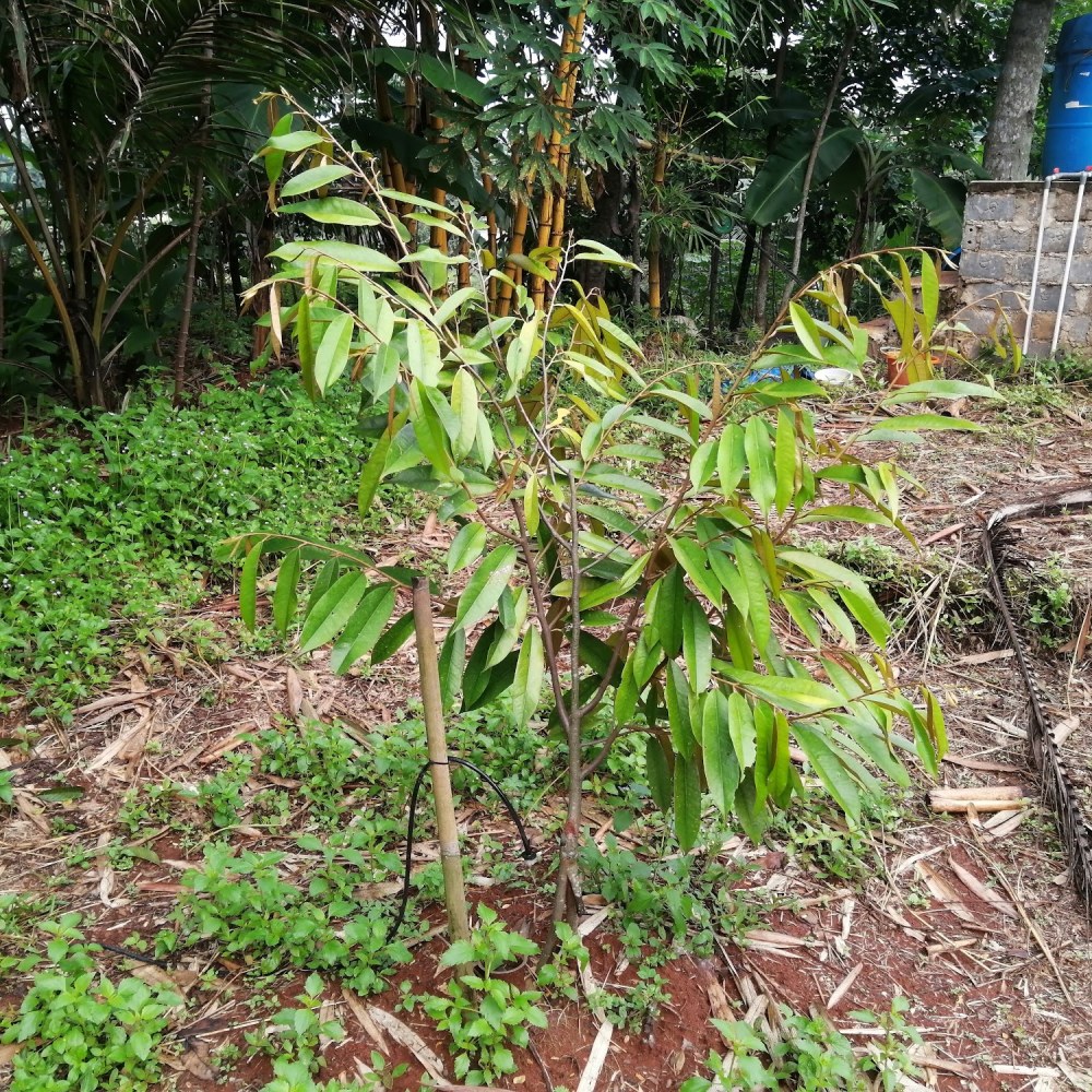 Kebun Naga Durian