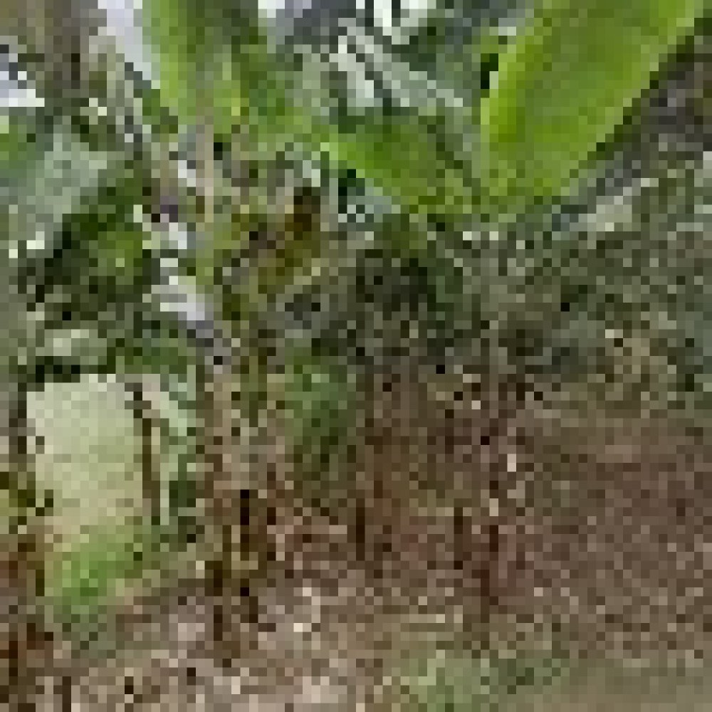 Kebun YUP
