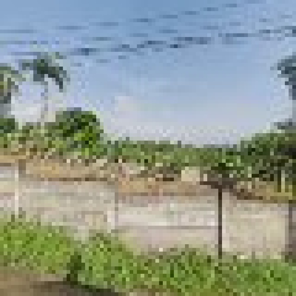 Kebun Pepaya Citereup