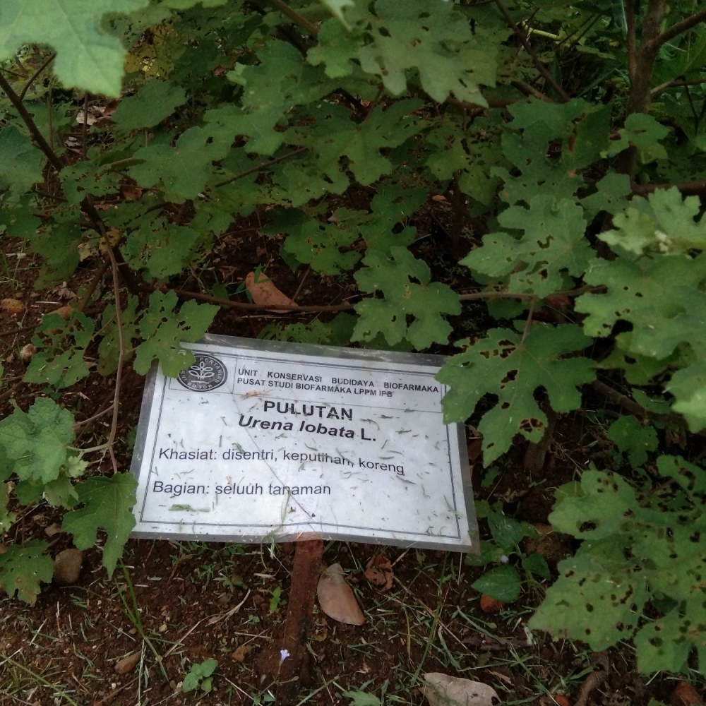 Taman Koleksi Biofarmaka IPB