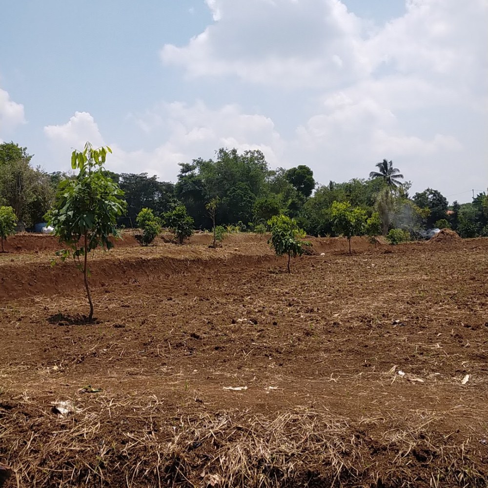 Kebun Pembibitan Nurtani Jaya
