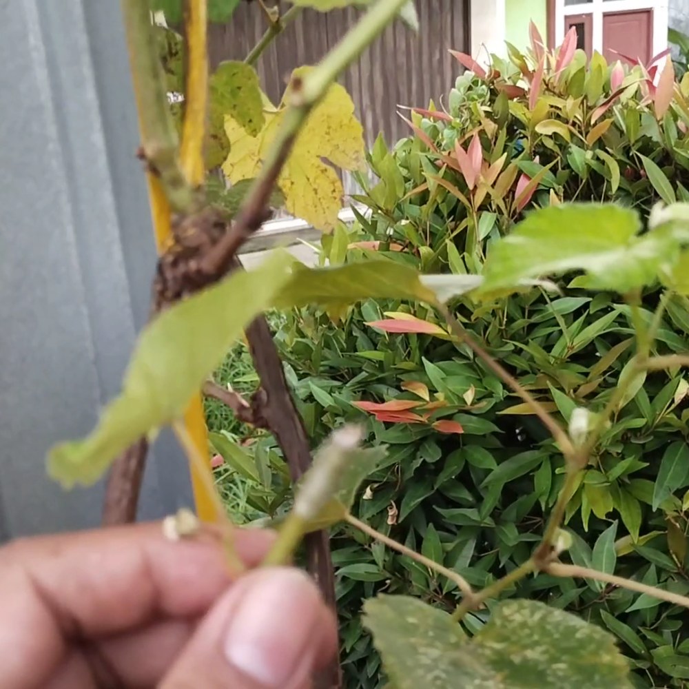 KAMPUNG HERBAL PERMATA BOJONGNANGKA