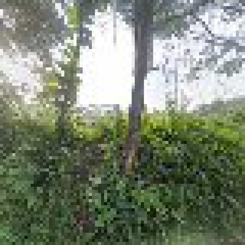 Situ Cipayung