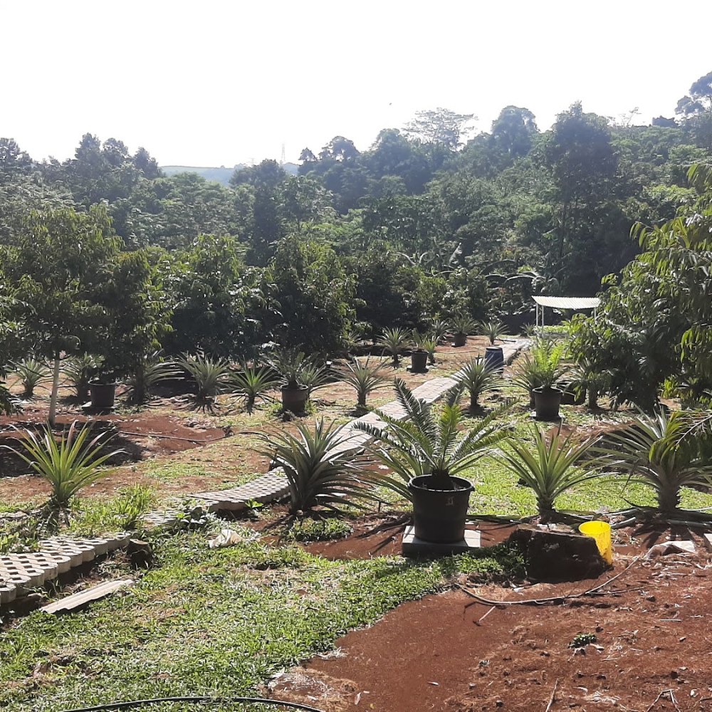 Kebun Durian Isen Mulang - Sipak