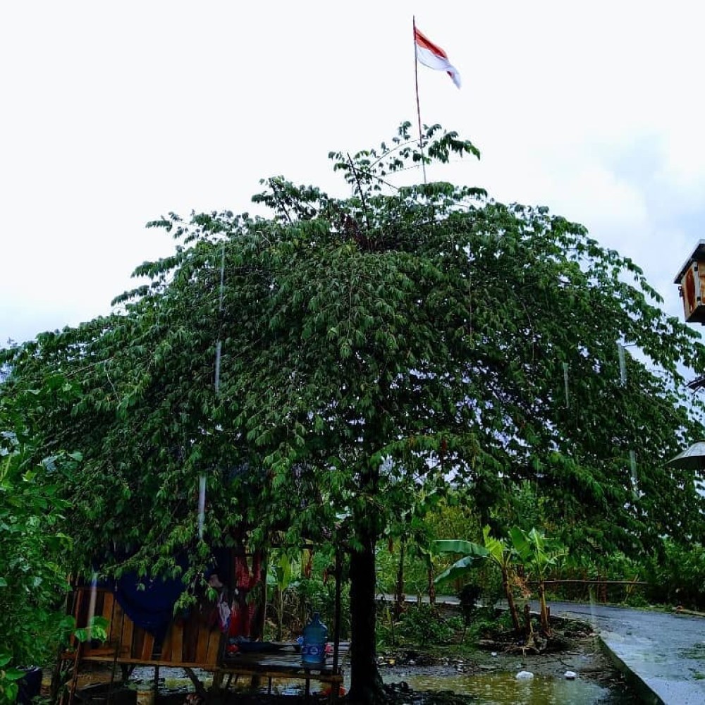 Saung Reod