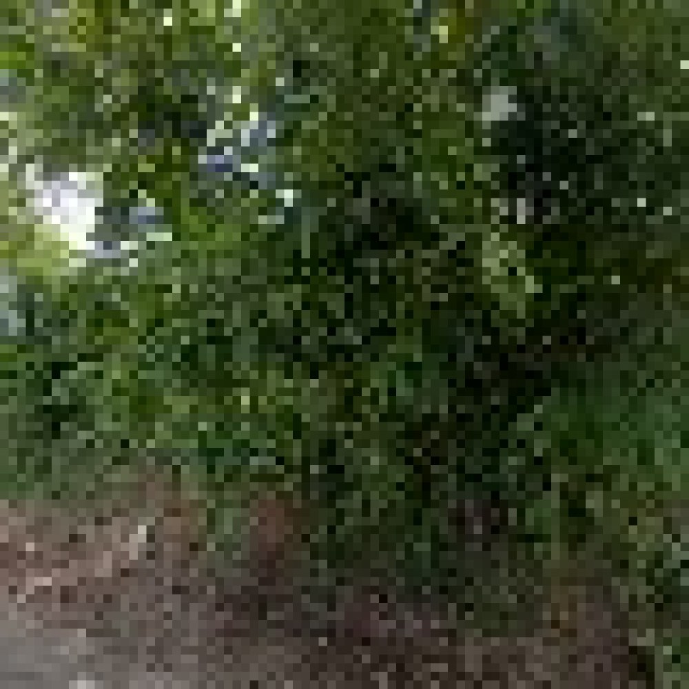 tanah jasinga