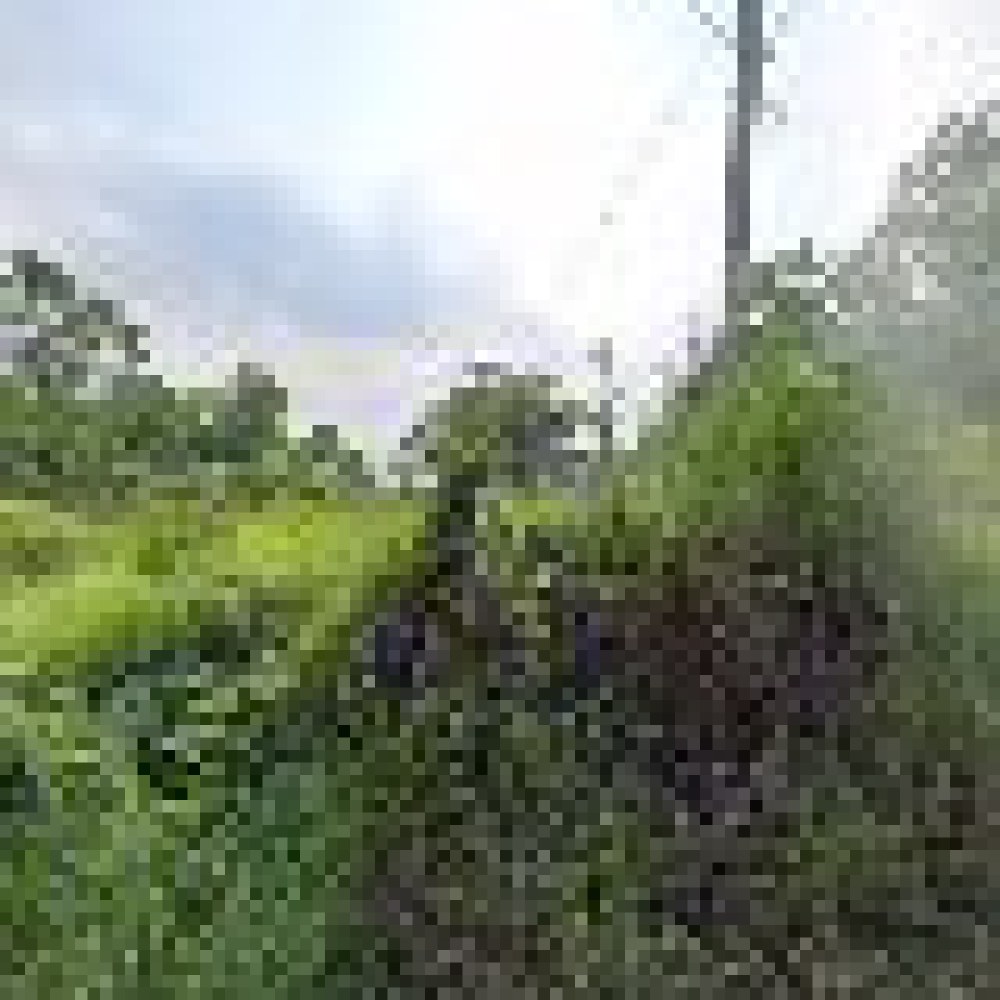 Kebun Kirno