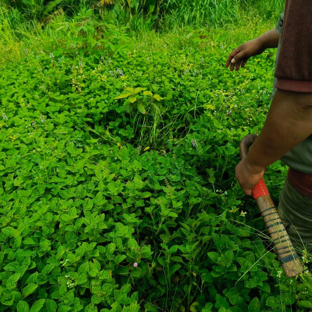 Kebun R3prakosa