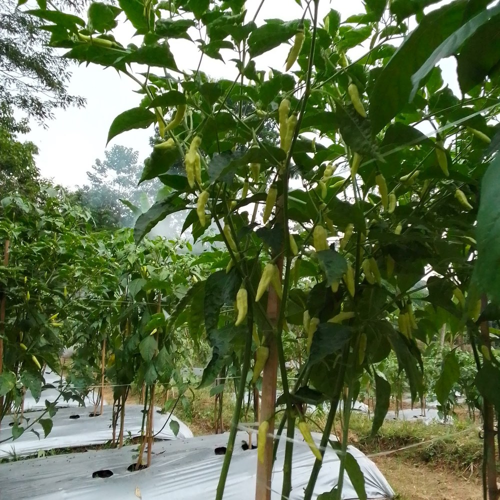 Kebun cabe kang oyot