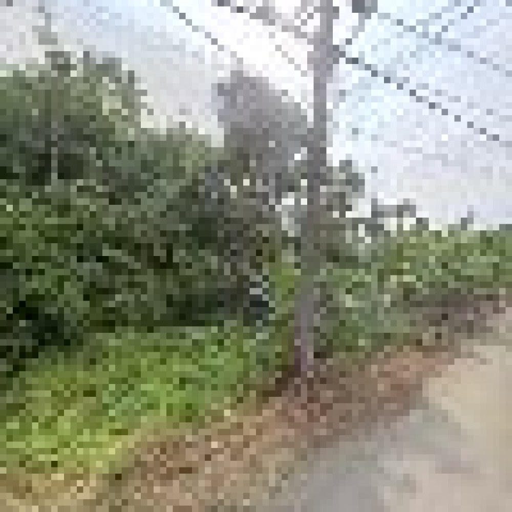 Kebun MAI