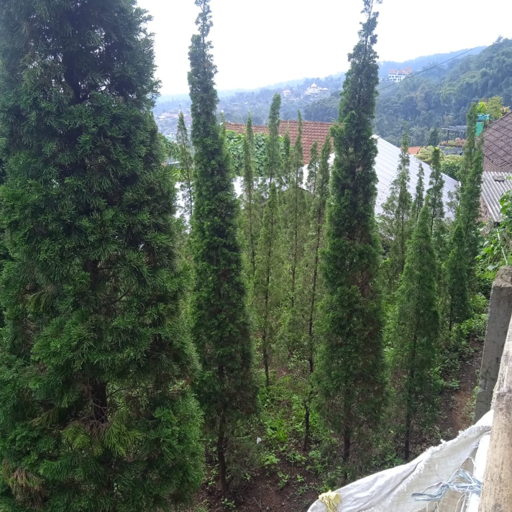 Mekar Wangi Nursery