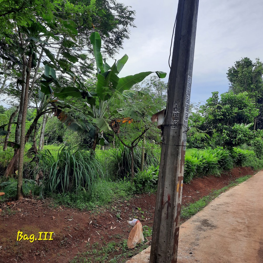 Kebun bariyah muchtar 2