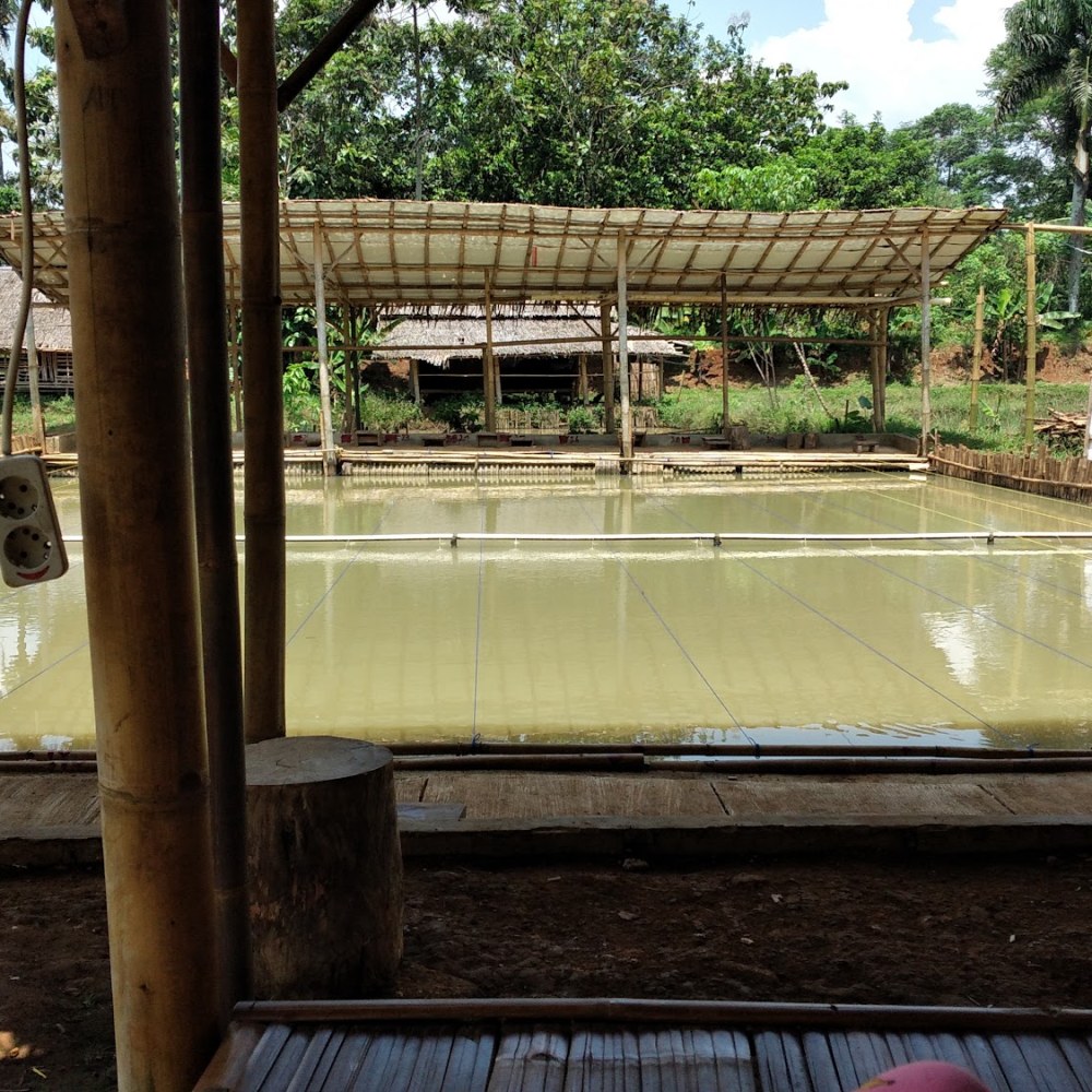 PEMANCINGAN LEUWI PESO CIBODAS RUMPIN BOGOR