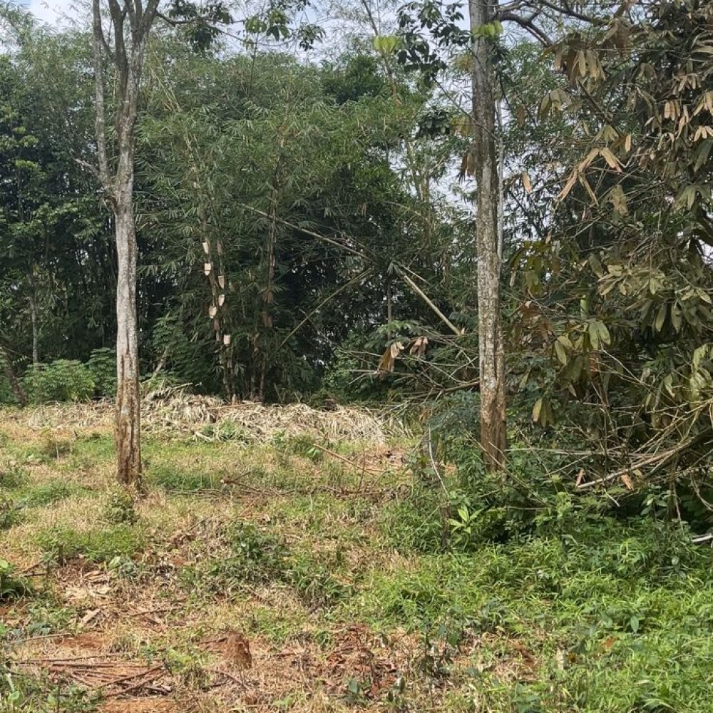 Kebon Rumpin Sumianah