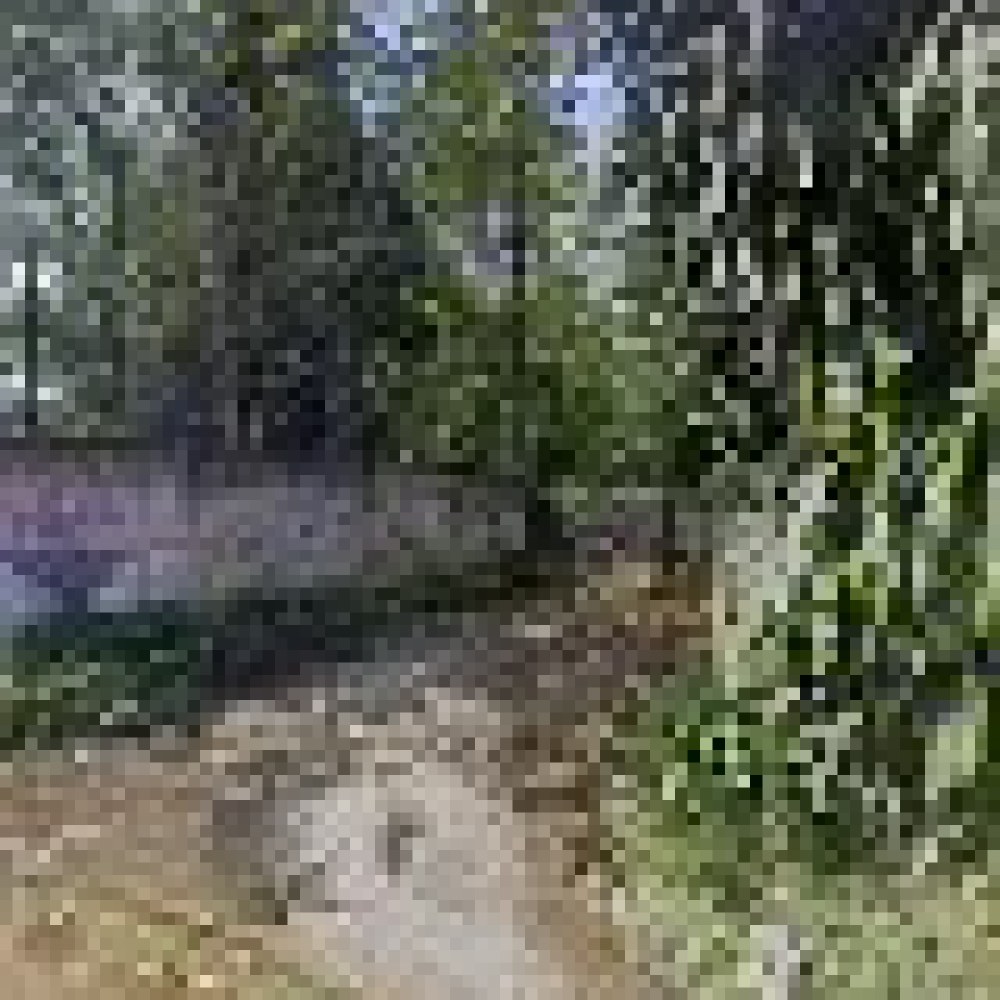 Kebun Kelly