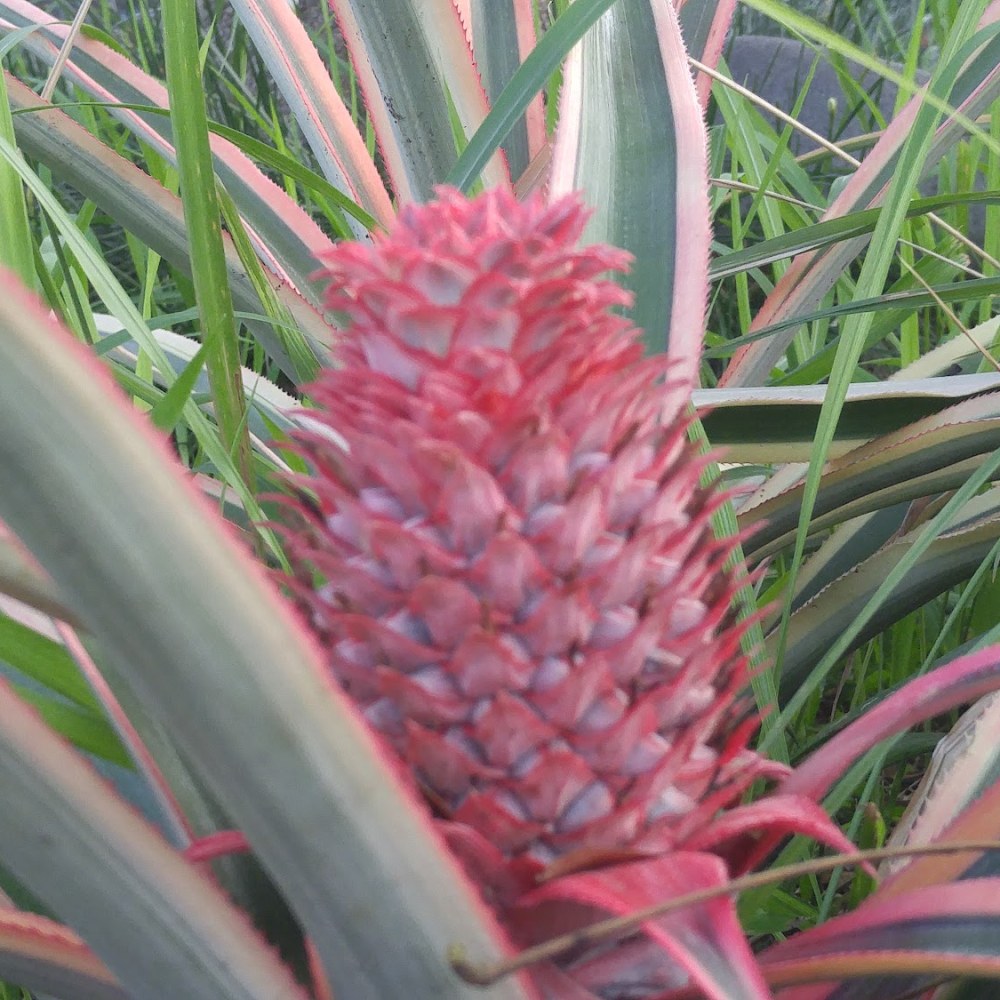 Taman Segitiga Cluster Bougenvile
