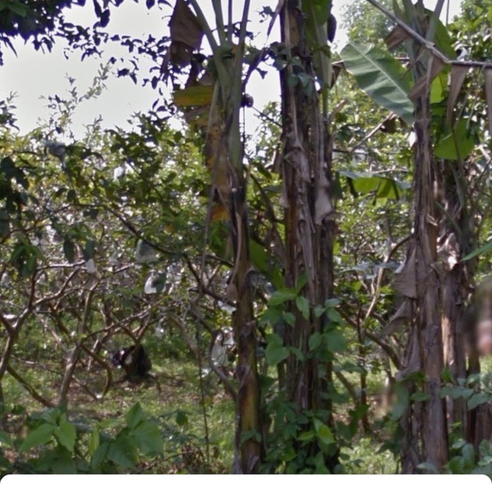 Pesawah Ekslusif