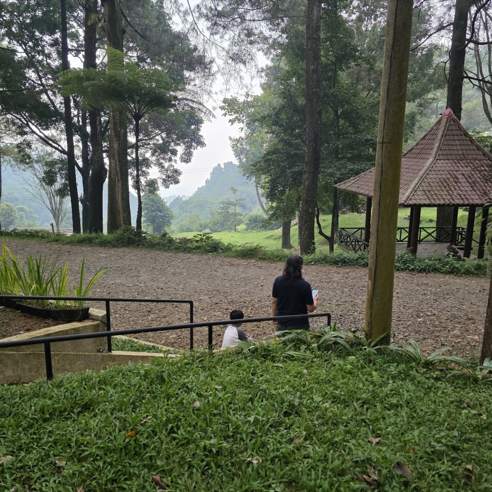 Kabut Pinus