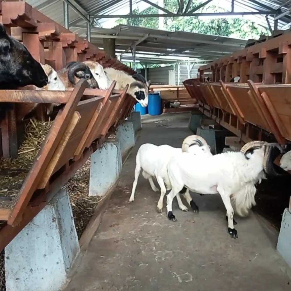 Batu kembar farm